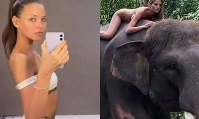  Elephant, Viral Latest, Viral News, Soical Media, Netizens Comments,bold Photosh-TeluguStop.com