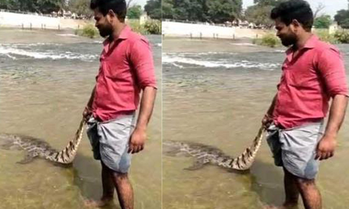  Man Playing Crocodile Video Viral In Social Media, Crocodile, Wild Life Protecti-TeluguStop.com