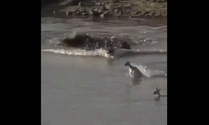  Mother Deer Killed By Crocodile For Baby Deer Viral Video, Viral News,viral Vide-TeluguStop.com