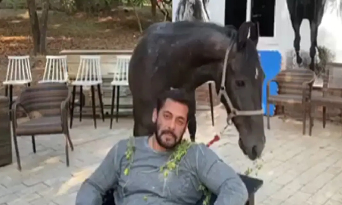  Women Cheated By 3 People For Salman Khan Horse Selling In Mumbai, Salman Khan,-TeluguStop.com