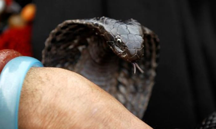  Snake Biting, Mother, Milk Feeding, Child,snake Bites Mother While Giving Milk T-TeluguStop.com