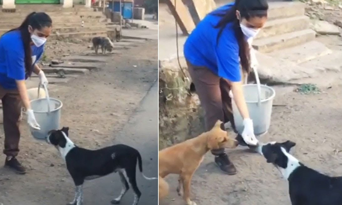  Jabardast Anchor Rashmi Goutham Post About Street Dogs,  Emotional Post  Rashmi,-TeluguStop.com