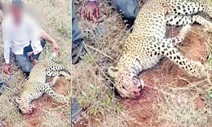  Viral Leopard Entangled Family Members But In The End, Viral, Leopard, Entangled-TeluguStop.com