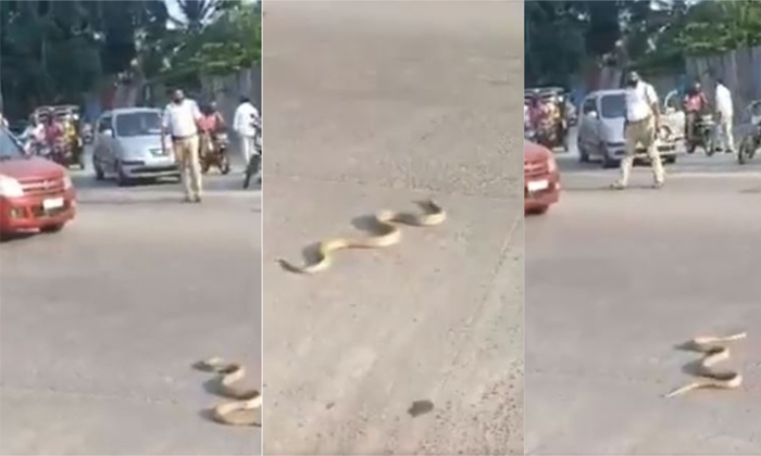  Viral Video Heavy Traffic Jam Due To Snake What Is The Real Reason, Snake, Road,-TeluguStop.com