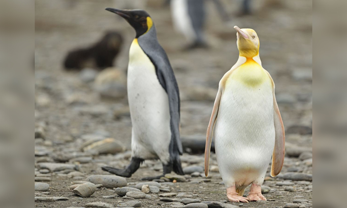  Wow How Cute Is This Rare Yellowish Penguin, Yellow Penguin, Viral Latest, Viral-TeluguStop.com