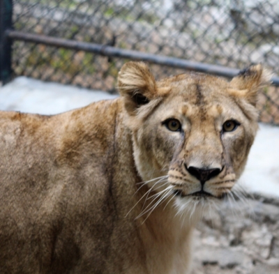  Bengaluru Zoo Gifts 3 Lions To Belagavi Zoo-TeluguStop.com