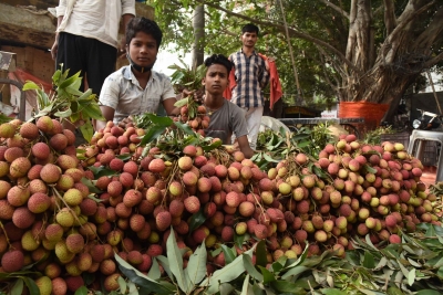  Bihar Farmers Worried Over Likely Poor Litchi, Mango Crop This Year-TeluguStop.com