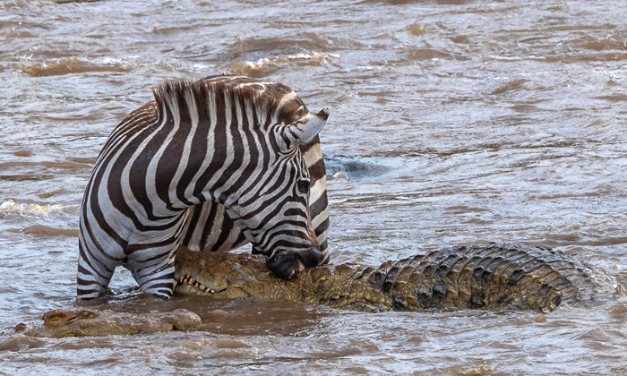  Crocodile Failed To Attacks A Zebra, Crocodile Videos, Zebra Videos, Viral Video-TeluguStop.com