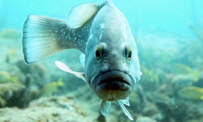  Smoke Coming Out Of A Fish's Mouth  Viral Video/viral News Latest Viral News ,ee-TeluguStop.com
