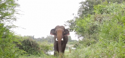  Elephant Runs Amok, Crushes 2 To Death In Bihar-TeluguStop.com