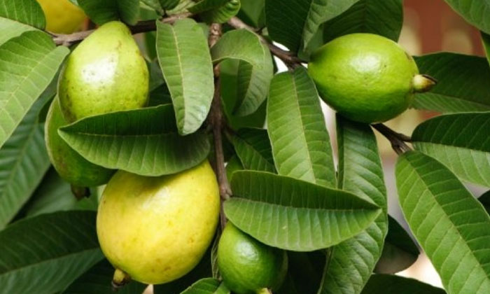  Guava Leaves Help To Reduce Period Pains! Guava Leaves, Period Pains, Reduce Per-TeluguStop.com