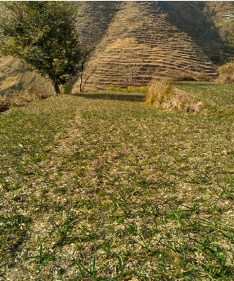  Himachal Farmers Turn Garlic To Cash Crop-TeluguStop.com