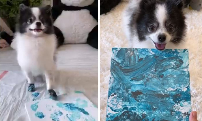  Huxleythepaanduppy, Painting By Dog, Dog Painting, Social Media, Viral Video, V-TeluguStop.com