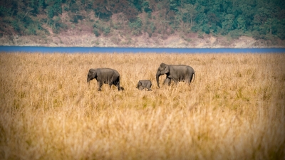  India Presents Report On Wildlife Conservation Initiatives: Un Body-TeluguStop.com