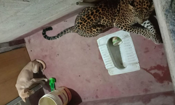  Viral Dog, Leopard In The Same Bathroom Is This The Real Twist, Viral News, Lat-TeluguStop.com