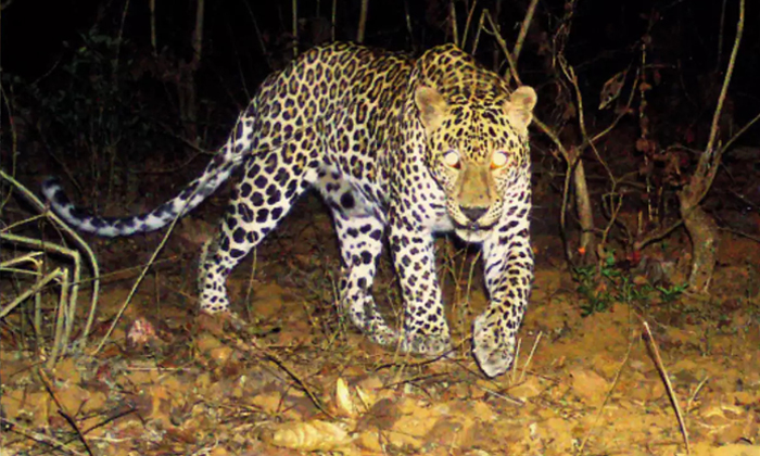  Leopards Tension In Mahabubnagar District People Must Be Alert,  Telangana, Maha-TeluguStop.com