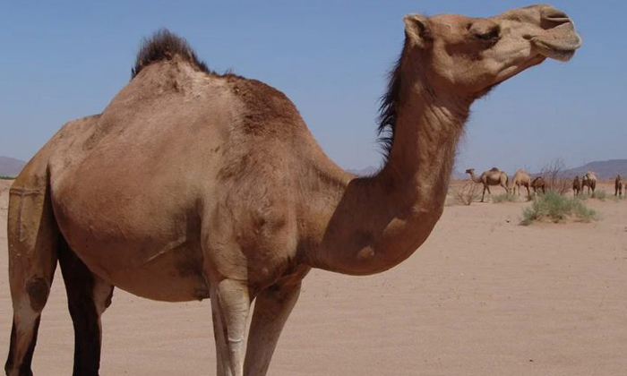  Police Arrested  A Man Tries To Give Rare Camel To Lover In Dubai, Camel Lover G-TeluguStop.com