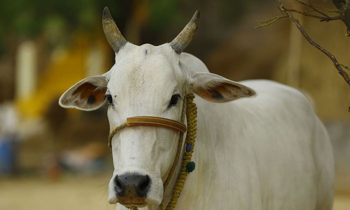  Viral Video: Good But Bad For Them  Cow, Social Meida, Viral Vidoe, Viral Latets-TeluguStop.com