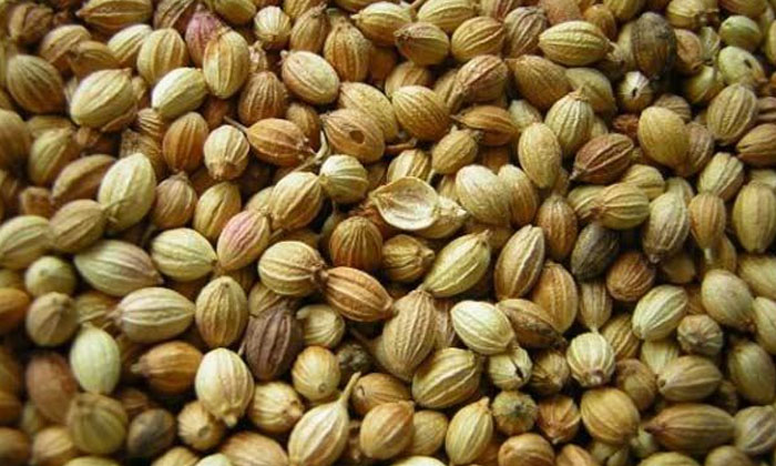  Coriander Seeds Reduce Thyroid Problems! Coriander Seeds, Thyroid Problems, Thyr-TeluguStop.com