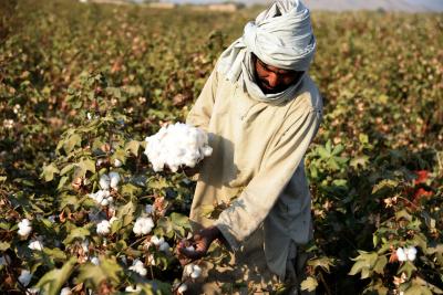  Us Bans Import Of Chinese Cotton But India Yet To Cash In As Domestic Prices Sur-TeluguStop.com