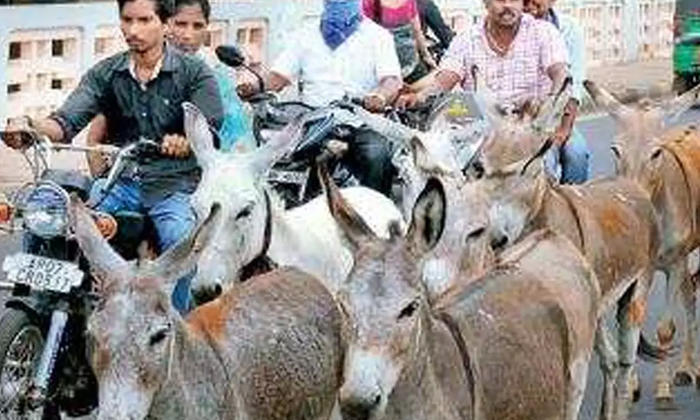 Telugu Andhra Pradesh, Donkey Meat, Netizens, Latest-Latest News - Telugu