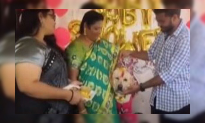  Viral Video Baby Showers To A Dog In Satthupalli, Baby Shower , Function, Satupa-TeluguStop.com