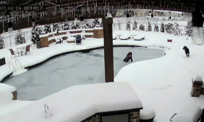  Viral Video Woman Saves Dog Risking Her Life , Dog, Rescued, Frozen Pool, Viral-TeluguStop.com