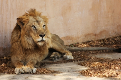  313 Lions Died In Gujarat In 2 Years-TeluguStop.com
