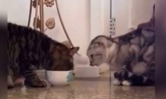  Viral Video: How Wonderful Is The Friendship Between These Cats   Cats , Paying,-TeluguStop.com