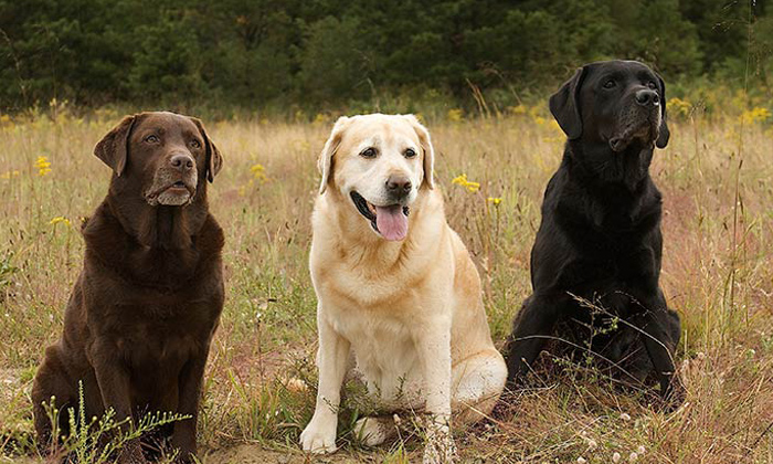  Labrodor Retriever Most Famous Dog In The World,labrodor Retriever , Top Most Po-TeluguStop.com