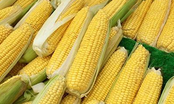  Sweet Corn, Health Benefits, Health Care, Health Tips,bio Gas,vitamins,health-TeluguStop.com