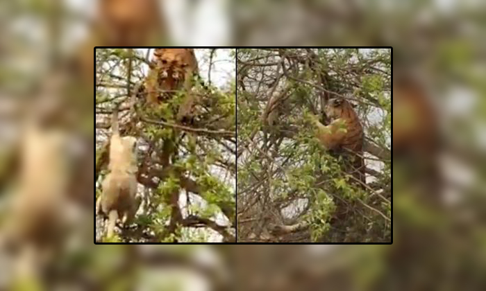  The Monkey Escaping From The Tiger Viral Video, Viral News, Viral News In Intern-TeluguStop.com