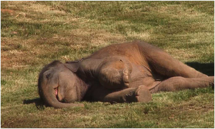  Viral Video Baby Elephant Didnt Wake Up From Sleep What Did The Mother Elephant-TeluguStop.com