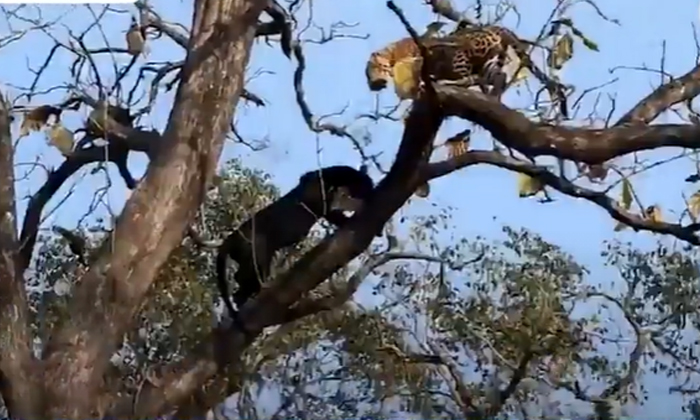  Viral Video The Fight Between The Leopard And The Black Panther The Winner, Blac-TeluguStop.com