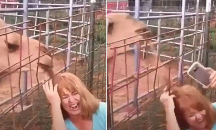  Woman Attempting To Selfie With A Camel If You Know What Happened After That, Ca-TeluguStop.com