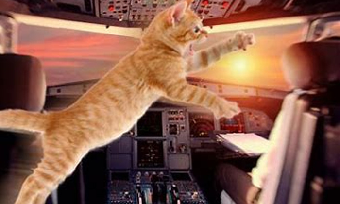  Cat, Flight, Pilot, Flight Drving, Air, Viral News, Viral Latest,doha,emergency-TeluguStop.com