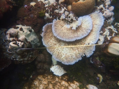  Coral Reefs In Solomon Islands Hit By Bleaching-TeluguStop.com