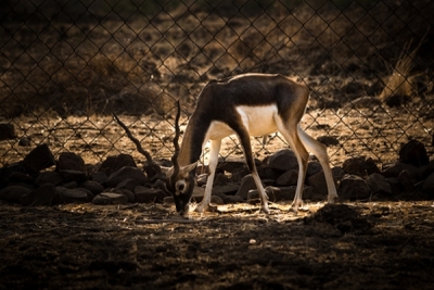  Dead Blackbuck Found In Up Dist, 3 Booked-TeluguStop.com