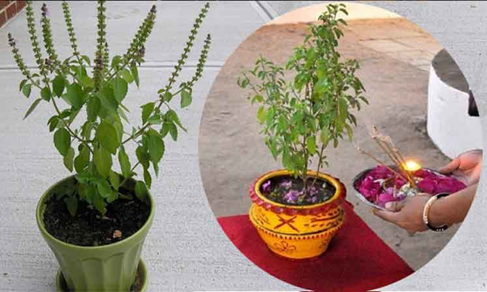  Do Not Put Basil Plant On House Roof Top And South Facing Beware Of Blame ,  Bas-TeluguStop.com