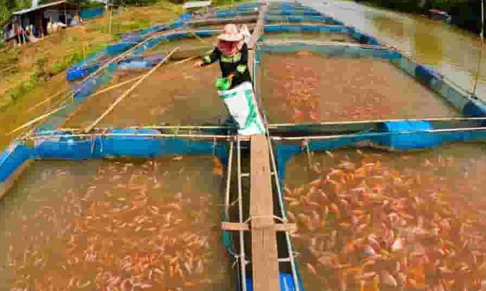  Fish Business That Earns Lakhs A Year Fish, Business, Earn Lakhs, Year, 40 Lakhs-TeluguStop.com