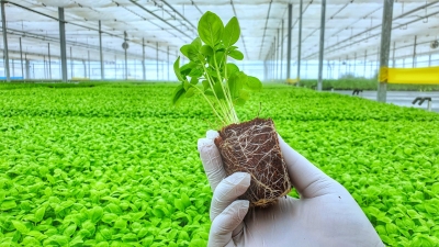  Hyd’s Agri-startup Using Modern Tech For Pesticide-free Veggies-TeluguStop.com