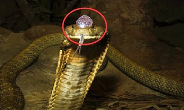 Hooded Serpent Telugu Meaning