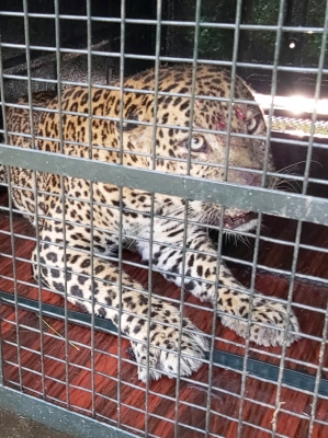  Killer Leopard Translocated, Released In Ptr-TeluguStop.com