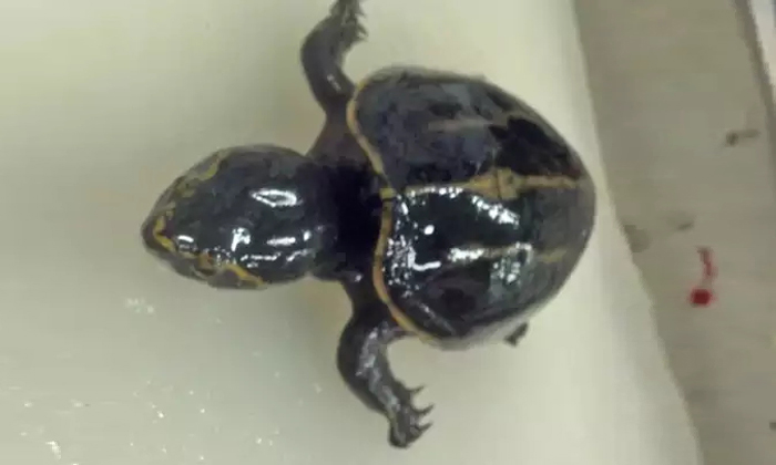  Scientists Found Alive Tortoise In Fish Stomach , Turtle, Fish, Viral News,scien-TeluguStop.com