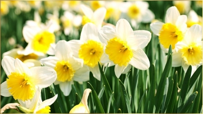  Spring Blooms As Mercury Rises In Kashmir-TeluguStop.com