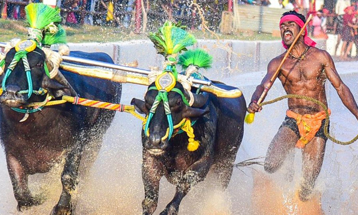  Srinivasa Gowda Breaks Usain Bolt Record In Kambala , Srinivasa Gowda, Breaks, H-TeluguStop.com