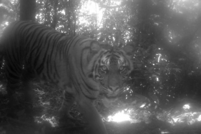  Tiger Found Electrocuted In Up District-TeluguStop.com
