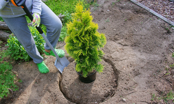  Viral Grow Golden Thuja In Your Home To Get Rid Of Financial Problems ,  Viral N-TeluguStop.com