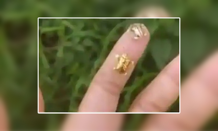  Viral Video Netizens Shocking Seeing The Insects In Golden Color , Viral News,vi-TeluguStop.com