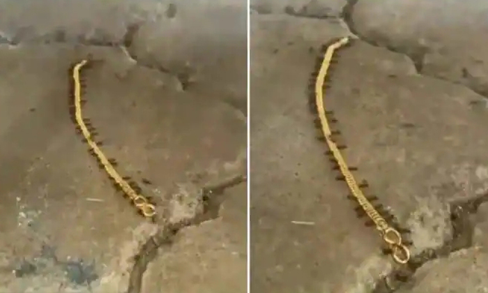  Viral Video The Ants Are Lifting And Carrying The Gold Chain , Ants, Gold Smuggl-TeluguStop.com